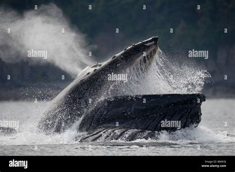 Usa Alaska Angoon Humpback Whales Megaptera Novaengliae Open Mouths