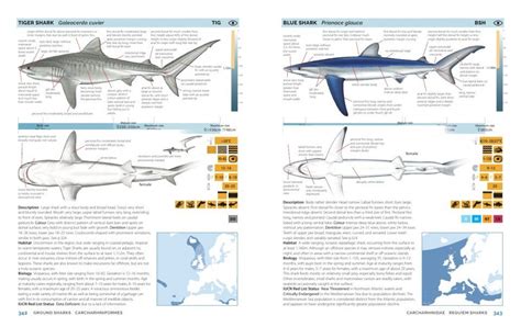 Field Guide To Sharks Rays Chimaeras Of Europe And The Mediterranean