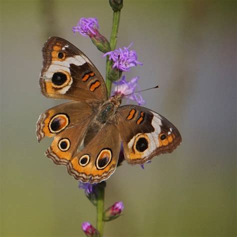 Common Buckeye Butterfly Habitat