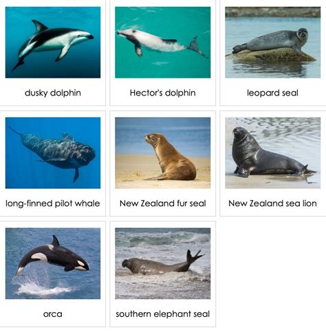 Marine Mammals List