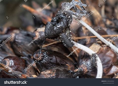 Close Shot Fungus Beetle Larvae Stock Photo 1800443650 | Shutterstock