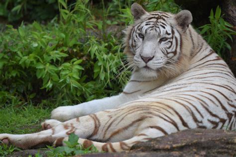 ホワイトタイガーとは？特徴や珍しさ、見に行けるおすすめ動物園などを紹介【全国】 ｜じゃらんニュース