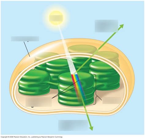 Photosynthesis Pigments Diagram | Quizlet