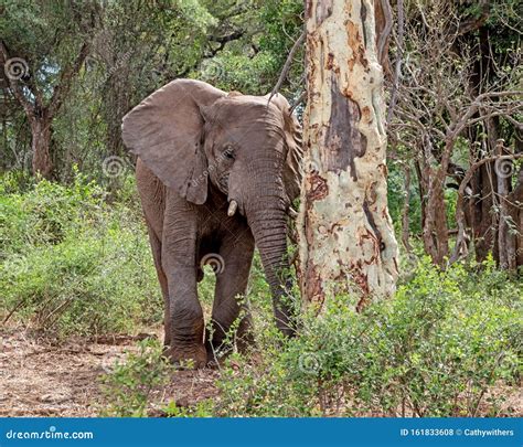 African Elephant Bull Stock Photo Image Of Forest Male 161833608