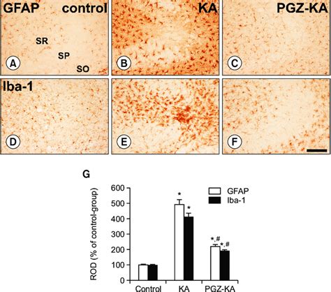 Gfap A C And Iba 1 D F Immunohistochemistry In The Hippocampal Ca3