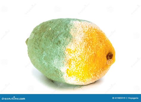 Rotten Lemon Isolated Stock Photography 57822860