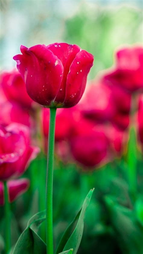 Tulips Red Flowers Free Photo On Pixabay Pixabay