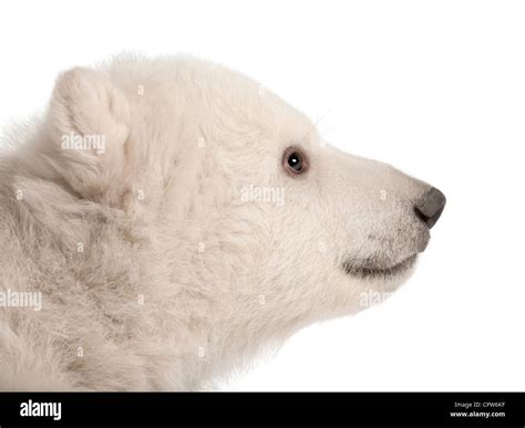 Polar Bear Cub Ursus Maritimus Months Old Against White Background