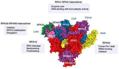 Rna Polymerase Structure And Function