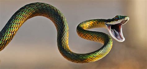 12 Deadly Indian Snakes That Surprisingly Live In And Around Your House