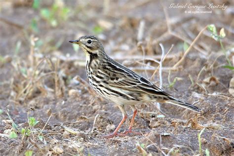 Red Throated Pipit Red Throated Pipit Anthus Cervinus As Flickr