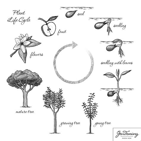 Ciclo De Vida Básico De La Planta Y Ciclo De Vida De Una Planta Con Flores Conocimientos De