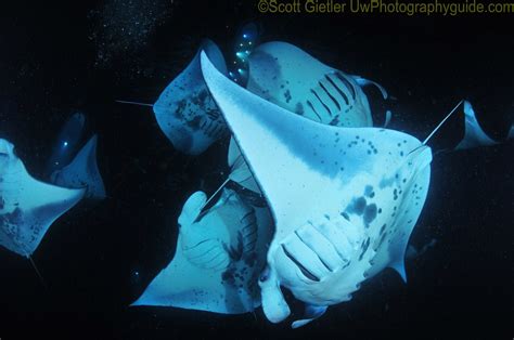 Best Manta Ray Diving in the World - Bluewater Dive Travel