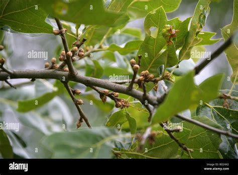 Blackjack Plant Hi Res Stock Photography And Images Alamy