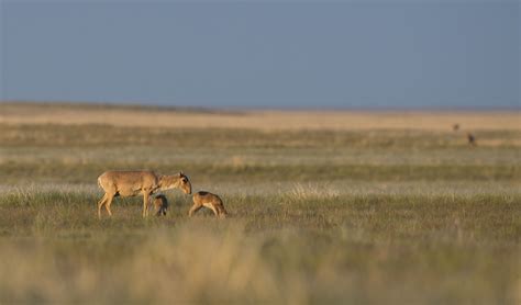 Altyn Dala Conservation Initiative Un Decade On Restoration