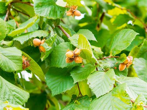 Hazel Abeleira Corylus Avellana Plantamus P Pini Re En Ligne