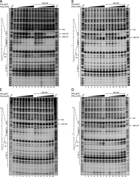 Dnase I Footprint Analysis Showing Enhanced Lexa Binding To Dinbox And