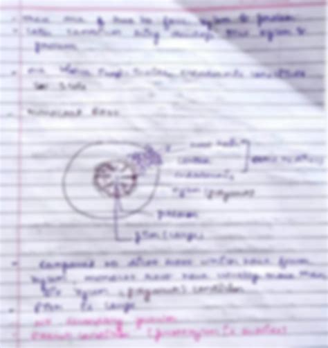 Solution Anatomy Of Dicot And Monocot Root And Stem Studypool