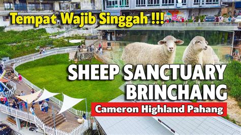 SHEEP SANCTUARY BRINCHANG KEA FARM TEMPAT WAJIB SINGGAH TEMPAT