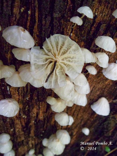 Un Micólogo Aficionado Marasmiellus Candidus