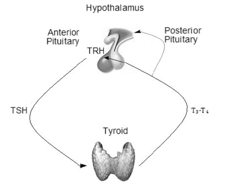 Hypothalamus Pituitary Thyroid Axes In This Image Is Shown The