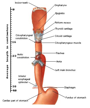 Anatomy Gaster - ANATOMY