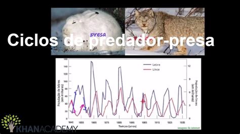 Ciclos De Predador Presa Ecologia Biologia Khan Academy Youtube