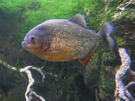 red-bellied piranha | Backyard Zoologist