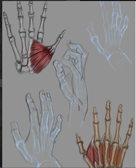 Hand Bone And Muscle Drawing Reference Drawings Bone Drawing