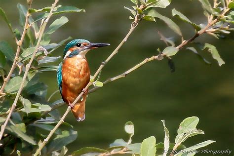 Kingfisher 82A9157 Alcedo Atthis Lackford Lakes Kevin Mayhew Flickr