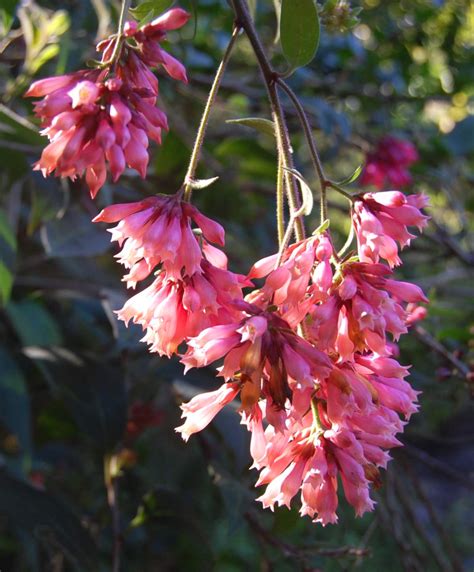 Cestrum Planting Care Pruning And Different Varieties