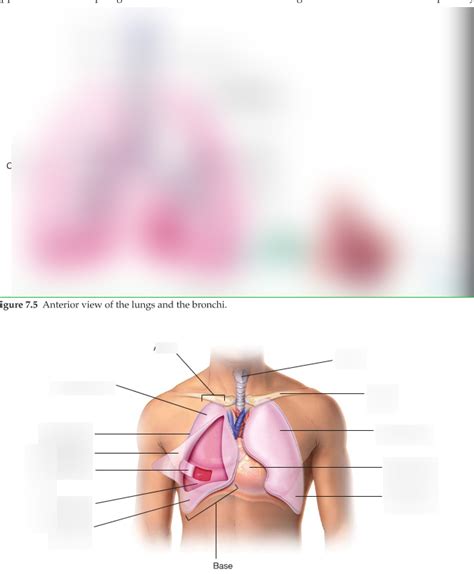 Lungs Diagram Diagram Quizlet