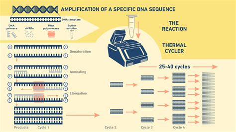 An Introduction To Pcr Technology Networks