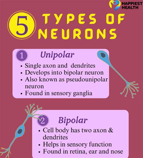 Class of neurons | Happiest Health