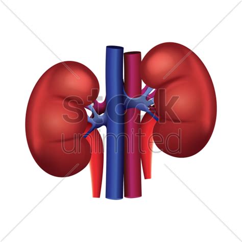 Kidney Png Clipart Full Size Clipart 3411333 Pinclipart