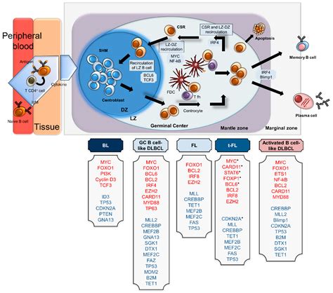 Cells Free Full Text Germinal Centre B Cell Functions And