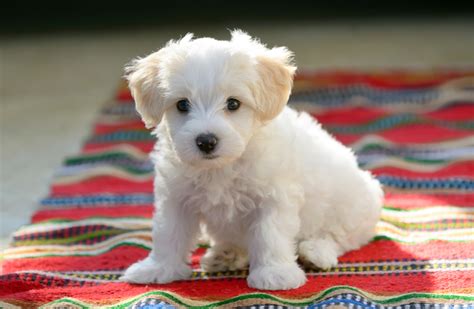 Bichon Maltais Caract Ristiques Caract Re Et Soins