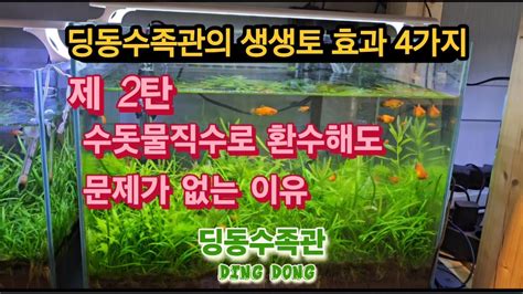수돗물 직수로 환수해도 문제가 없는 이유이끼 무환수어항 수족관 수초 물거품 구피키우기 열대어키우기 구피어항 네온테트라 수족관꾸미기 Youtube