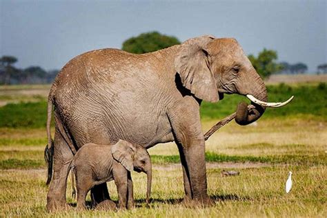 Parque Nacional de Amboseli Safari de 2 días GetYourGuide