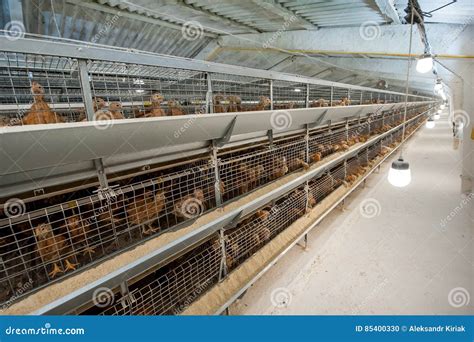 Galinha Do Beb Na Explora O Av Cola Foto De Stock Imagem De