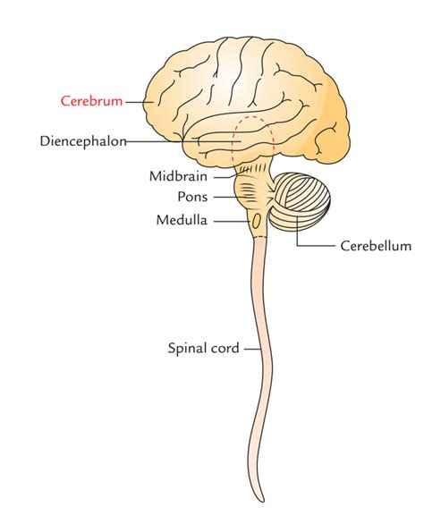 Cerebrum – Earth's Lab