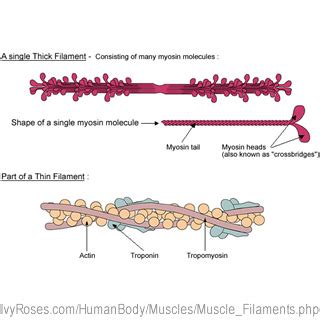 The Structure of Muscle Filaments - Diagrams of the Thick Filaments and ...