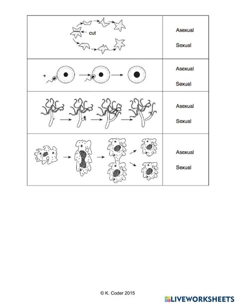 Sexual Vs Asexual Reproduction 4973987 Allen28 Live