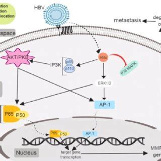 Molecular Mechanism Of Hbx Activated Mmp Expression Hbx Induces