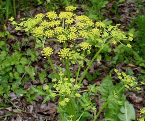 Пастернак посевной (Pastinaca sativa L.) - лекарственное, съедобное ...