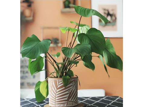 Ideas Para Redecorar Tu Cocina Con Plantas Me Lo Dijo Lola