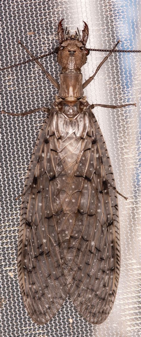 Maryland Biodiversity Project Eastern Dobsonfly Corydalus Cornutus