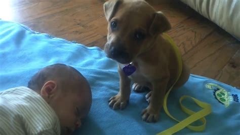 Un adorable chiot sendort sur un bébé Vidéo Dailymotion