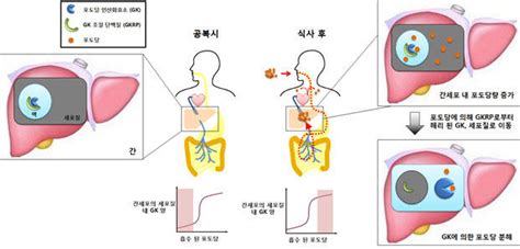 Kaist 간에서의 혈당조절 규명 전자신문