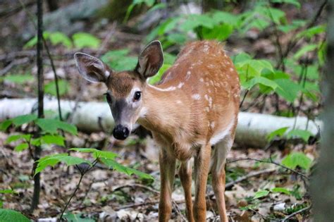 Fawn Free Stock Photo Public Domain Pictures